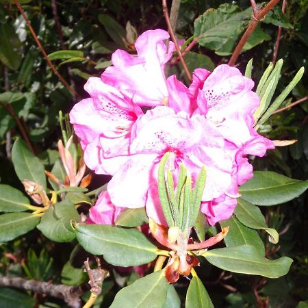 Bed and Breakfast Les Fleurs Du Mont Caux Esterno foto